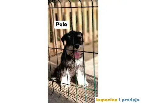 Patuljasti šnaucer stenci - 4/5