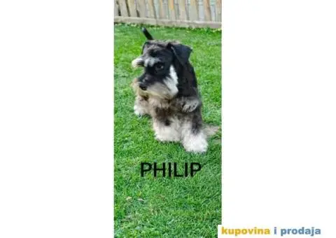 Patuljasti šnaucer stenci - 5/5