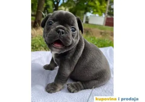 Plavi stenci francuskog buldoga - 1/8