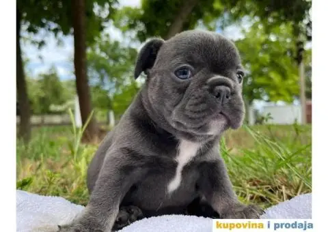 Plavi stenci francuskog buldoga - 2/8