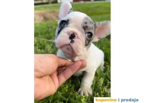 Plavi stenci francuskog buldoga - 3/8