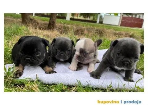 Plavi stenci francuskog buldoga - 4/8