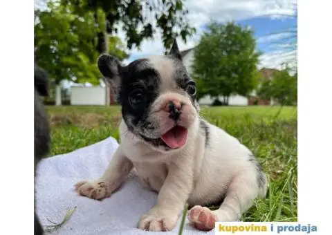 Plavi stenci francuskog buldoga - 5/8