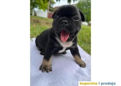 Plavi stenci francuskog buldoga - 6/8