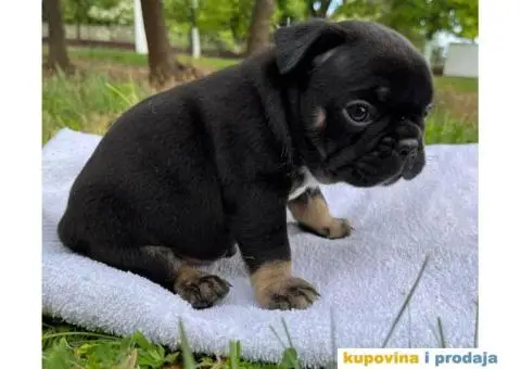 Plavi stenci francuskog buldoga - 7/8