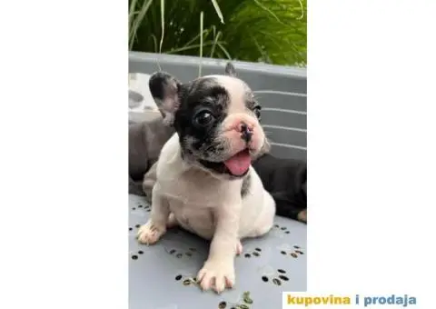 Plavi stenci francuskog buldoga - 8/8