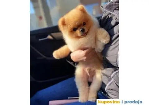 Panda pomeranac decak i njegova sestra - 1/4