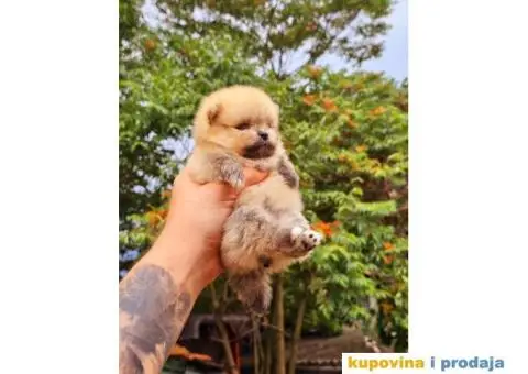 Panda pomeranac decak i njegova sestra - 2/4