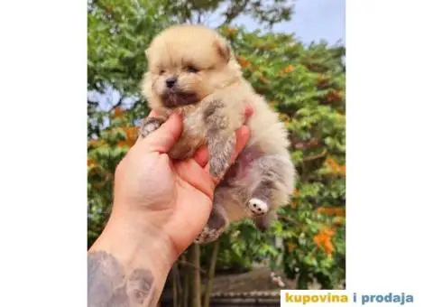 Panda pomeranac decak i njegova sestra - 3/4