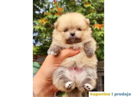 Panda pomeranac decak i njegova sestra - 4/4