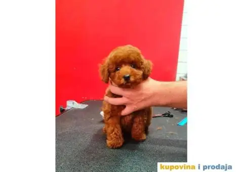 Toy crvene pudle - 1/5