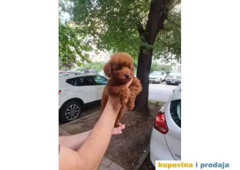 Toy crvene pudle - 2/5