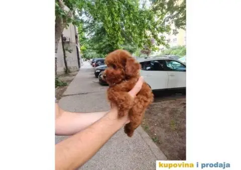 Toy crvene pudle - 3/5