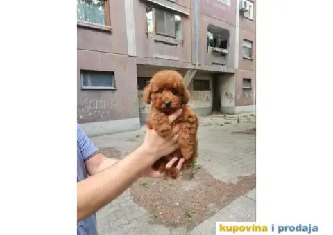 Toy crvene pudle - 4/5