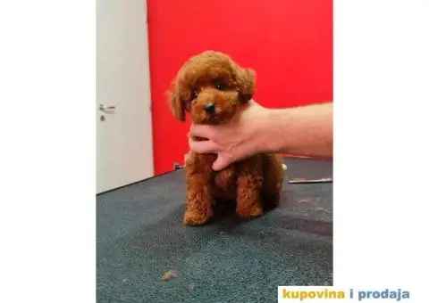 Toy crvene pudle - 5/5