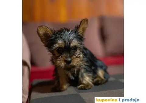 Jorkširski terijer YORKI - 3/4