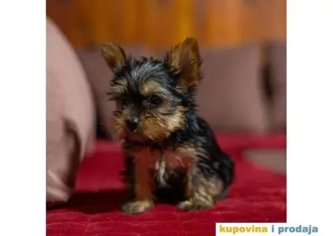 Jorkširski terijer YORKI - 4/4