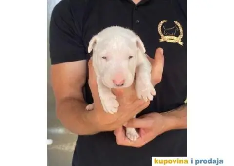 Standard Bull Terijer štenci - 1/13