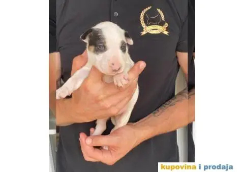 Standard Bull Terijer štenci - 2/13