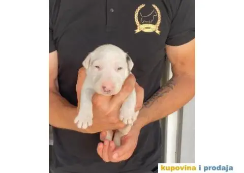 Standard Bull Terijer štenci - 3/13