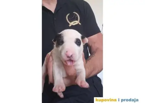 Standard Bull Terijer štenci - 4/13