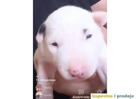 Standard Bull Terijer štenci - 5/13