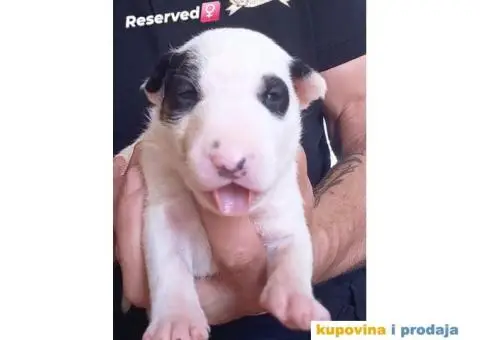 Standard Bull Terijer štenci - 6/13