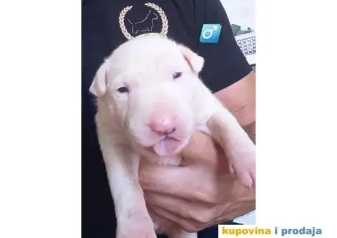 Standard Bull Terijer štenci - 7/13