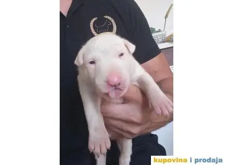 Standard Bull Terijer štenci - 8/13