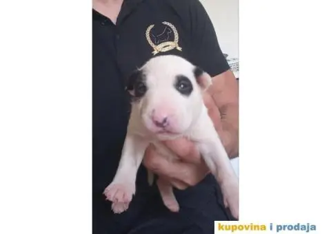 Standard Bull Terijer štenci - 9/13