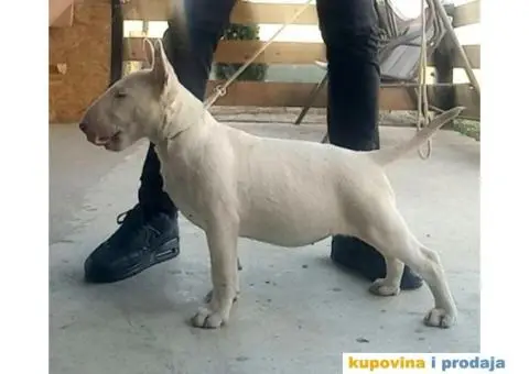 Standard Bull Terijer štenci - 10/13