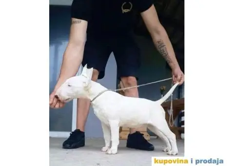 Standard Bull Terijer štenci - 11/13