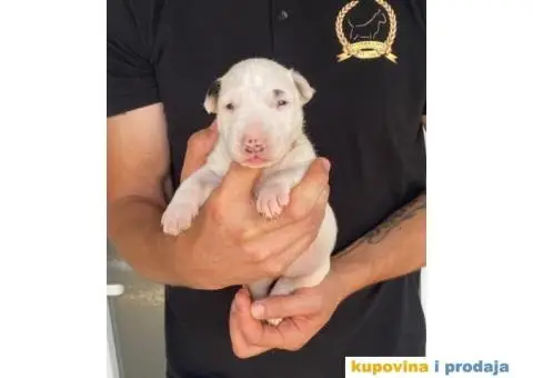 Standard Bull Terijer štenci - 12/13