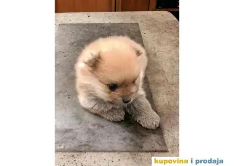 Pomeranac prelepi stenci - 1/10