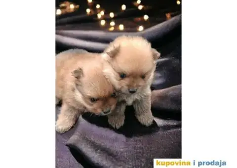 Pomeranac prelepi stenci - 2/10