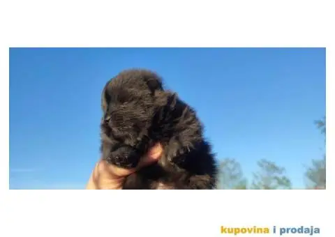 Pomeranac prelepi stenci - 3/10