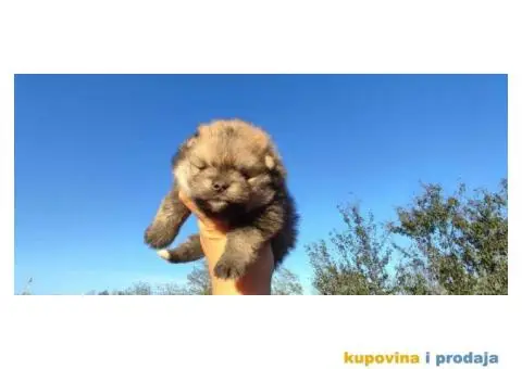 Pomeranac prelepi stenci - 4/10