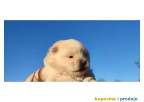 Pomeranac prelepi stenci - 5/10