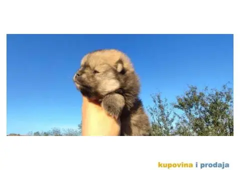 Pomeranac prelepi stenci - 6/10