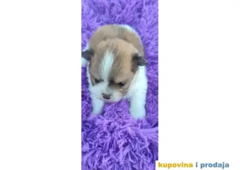 Pomeranac prelepi stenci - 7/10