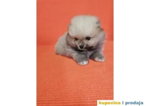 Pomeranac prelepi stenci - 8/10