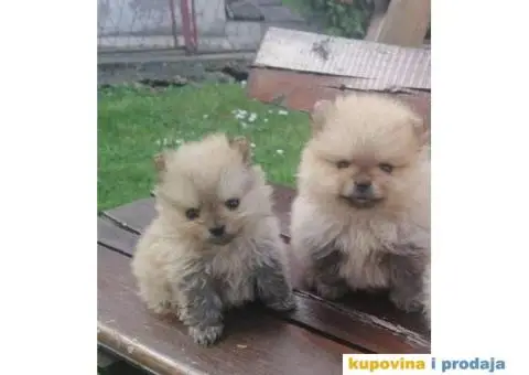 Pomeranac prelepi stenci - 9/10