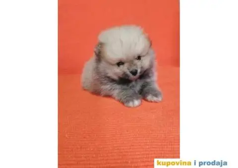 Pomeranac prelepi stenci - 10/10