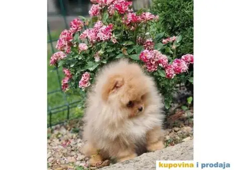 Pomeranac BOO medvedići, Pomeranski Špic štenci - 1/4