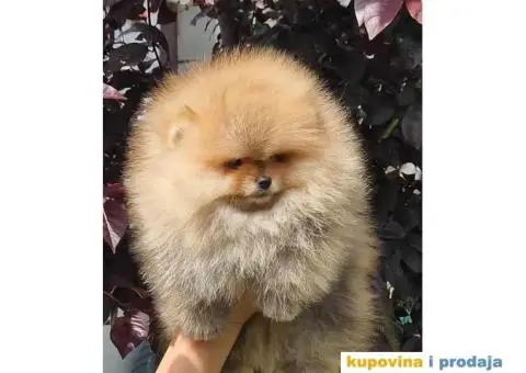 Pomeranac BOO medvedići, Pomeranski Špic štenci - 2/4