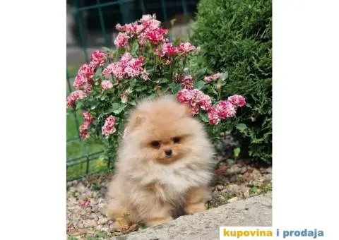 Pomeranac BOO medvedići, Pomeranski Špic štenci - 3/4