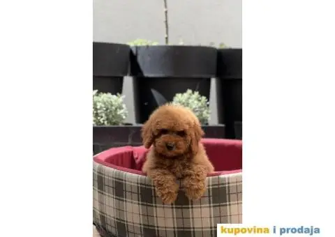 Patuljasta Pudla TOP štenci - 1/3