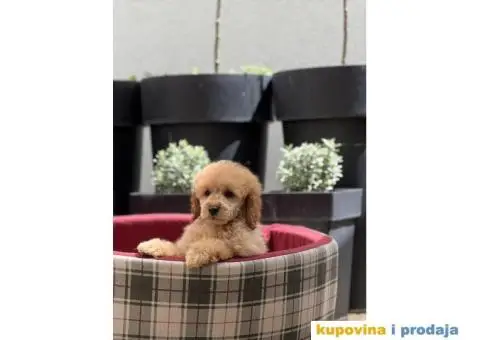 Patuljasta Pudla TOP štenci - 2/3