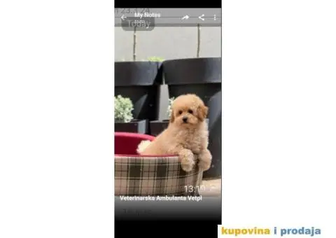 Patuljasta Pudla TOP štenci - 3/3