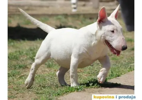 Mini Bull Terijer štenci | Miniature Bull Terrier - 1/12